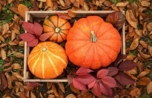 Nashville Fall Bucket List
